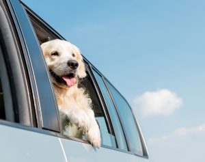 dog looking out car window