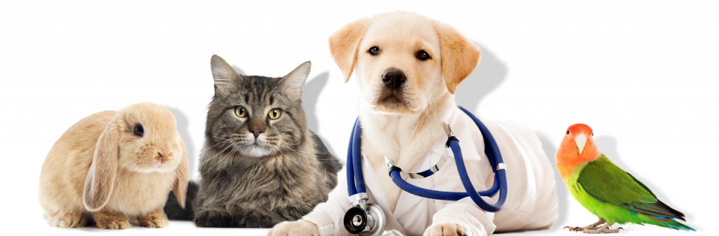 Broomfield Veterinary Hospital | Bring Your Exotic Pets!