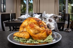 dog looking at turkey on the table