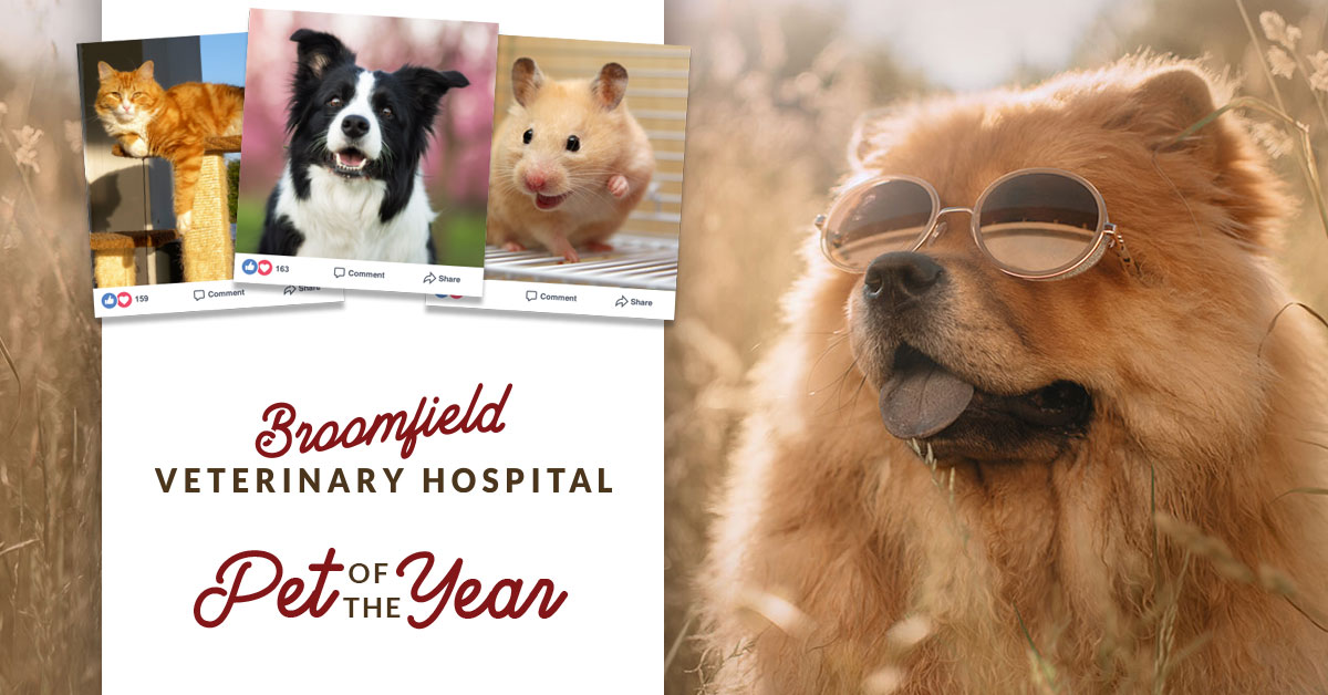 Pet Of The Year - Broomfield Veterinary Hospital