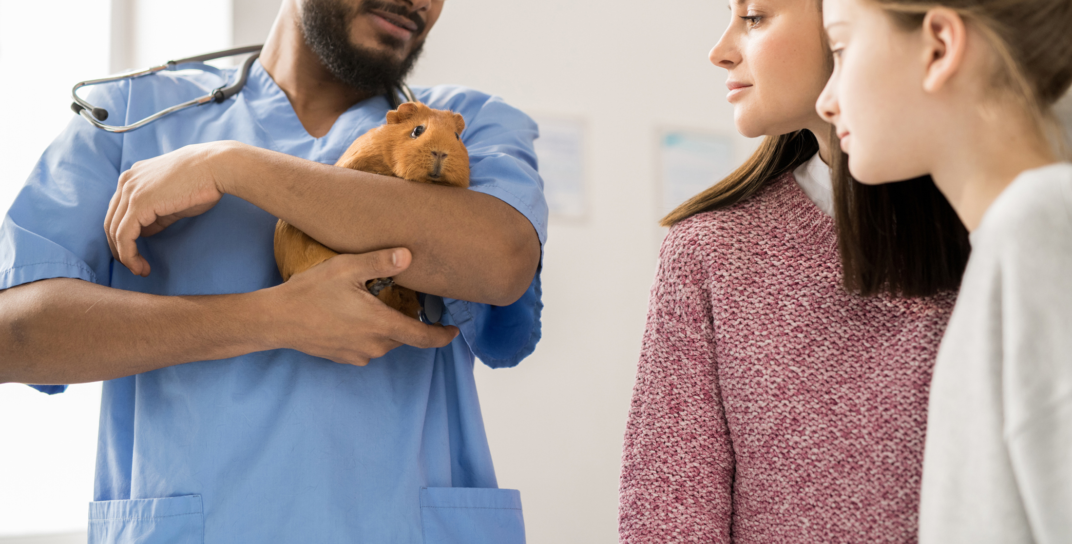 Guinea Pigs Broomfield Veterinary Hospital