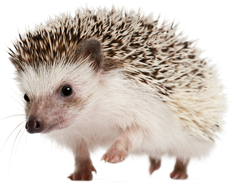 a small hedgehog looking at camera