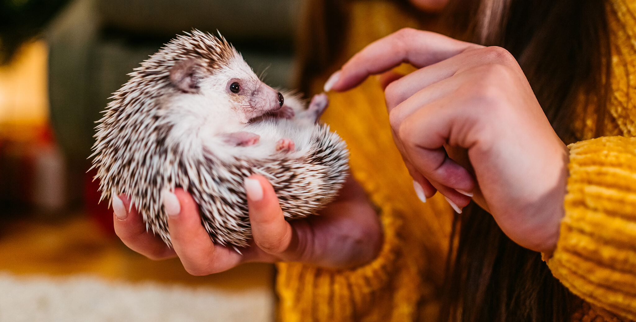 Beginners Guide to Owning a Pet Hedgehog Broomfield Veterinary Hospital
