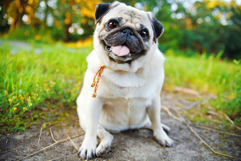 Understanding Brachycephalic Dog Breeds: Health Concerns and Care Tips ...