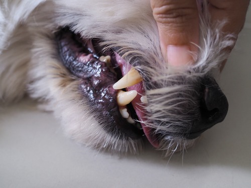 dog-with-pale-gums