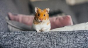 close up of hamster standing on couch arm