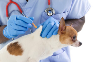 vet-removing-tick-from-dog's-back