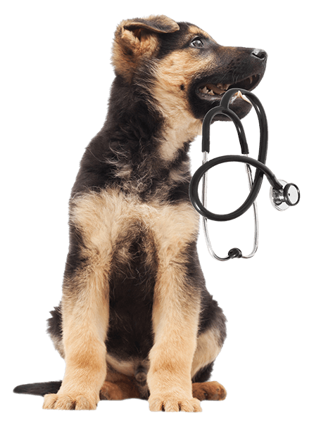 german shepherd puppy holding a stethoscope in its mouth