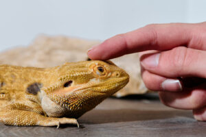 close-up-of-owner-petting-bearded-dragon