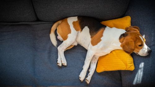 beagle-dog-laying-on-couch