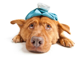 brown-dog-laying-on-the-floor-with-blue-ice-pack-on-his-head