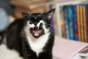 black-and-white-cat-laying-on-table-with-its-mouth-open-mid-sneeze