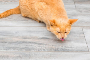 orange cat coughing with its tongue sticking out