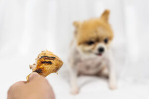 pet owner showing their pomeranian dog a fried chicken bone