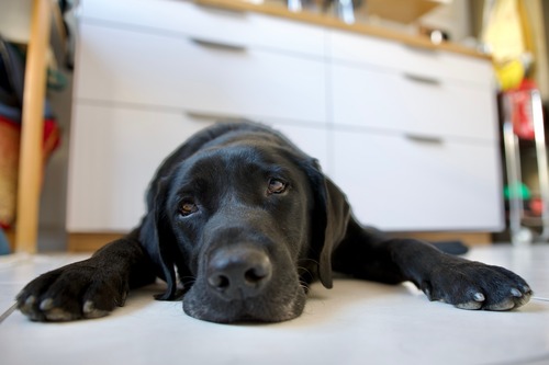 black labrador dog laying on kitchen floor trying to cool off from the heat