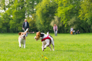 two beagle dogs running together at a dog park while owners watch in the background