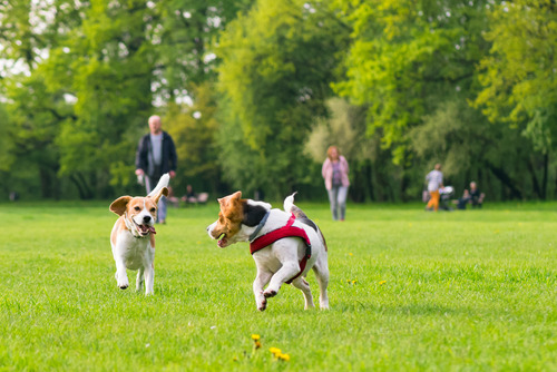 two beagle dogs running together at a dog park while owners watch in the background