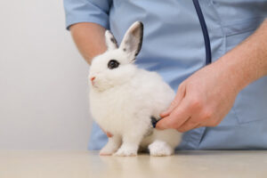 male vet listens the heartbeat of a white rabbit with black eyes