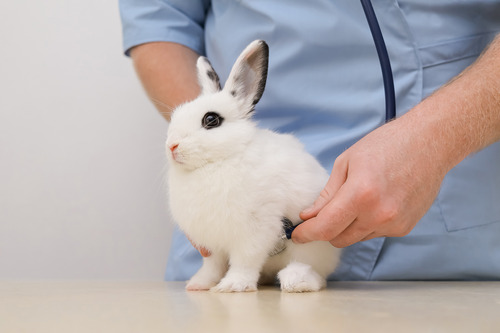 male vet listens the heartbeat of a white rabbit with black eyes