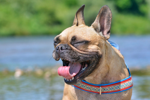 French bulldog mid sneeze while outside