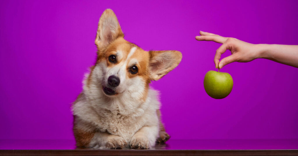 corgi laying on the ground tilting its head while owner holds green apple next to him against a purple background