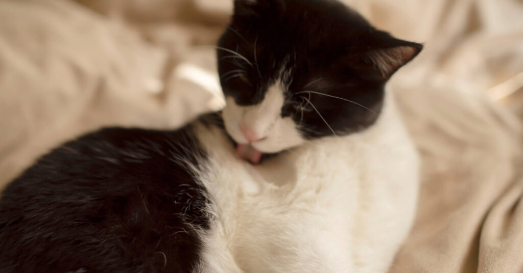 black and white cat grooming itself