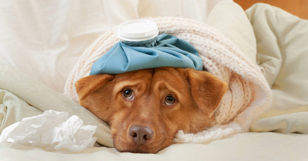 sick dog wrapped in a blanket with ice pack on his head and used tissues nearby