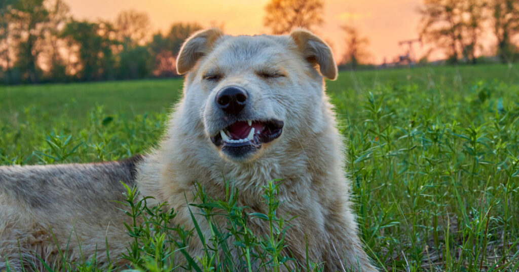 large dog laying in the grass at sunset about to sneeze