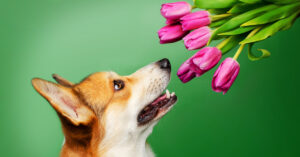 corgi sniffing bouquet of pink tulips against a green background