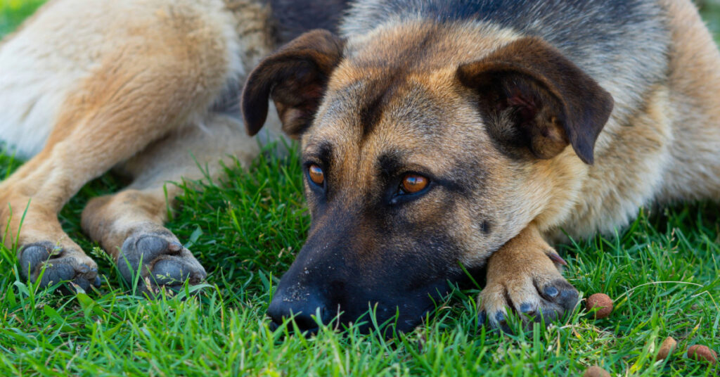 dog curled up in the grass