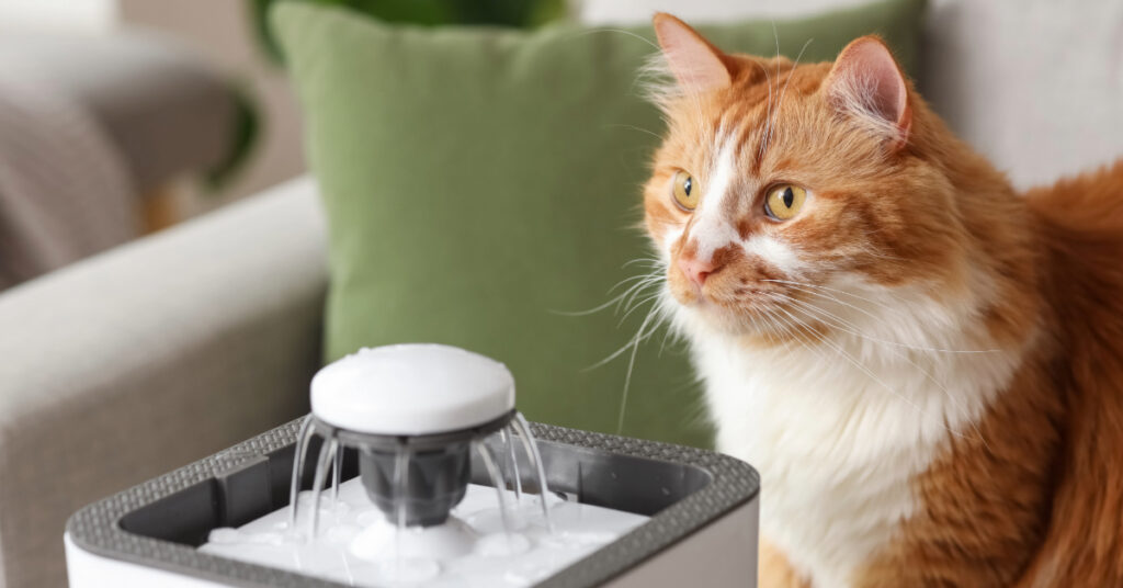 cat sitting next to water fountain but not drinking