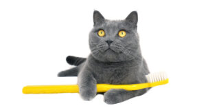 gray cat laying own holding yellow toothbrush between its paws