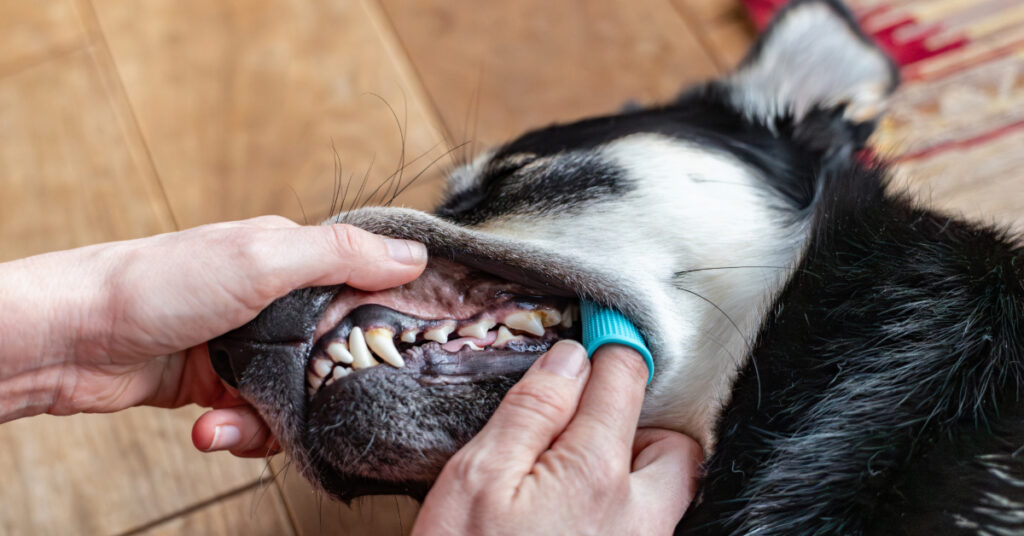 owner brushing dog's teeth with finger brush at home due to dog bad breath