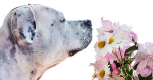 close up of dog sniffing flowers before sneezing