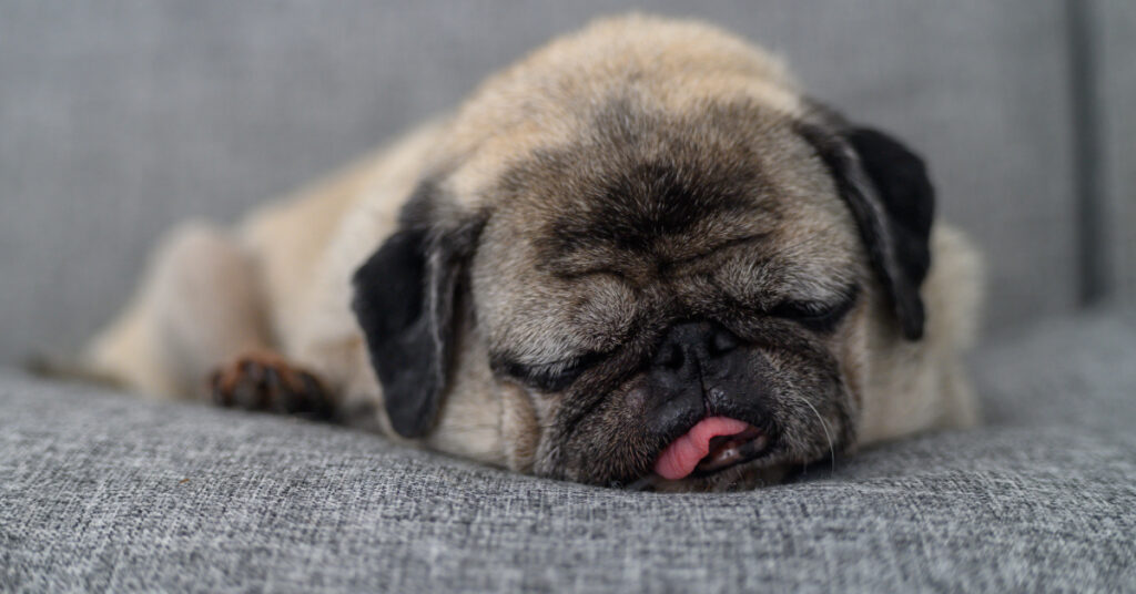 pug dog snoring on the couch with its tongue poking out of its mouth