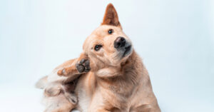 dog scratching inside its ear